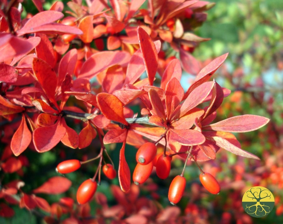 Барбарис обыкновенный Альба