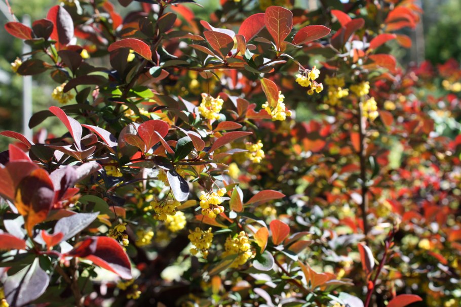 Барбарис оттавский цветение