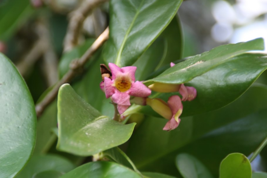 Calophyllum balansae