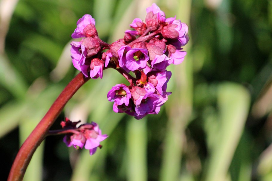 Полигала виргинская