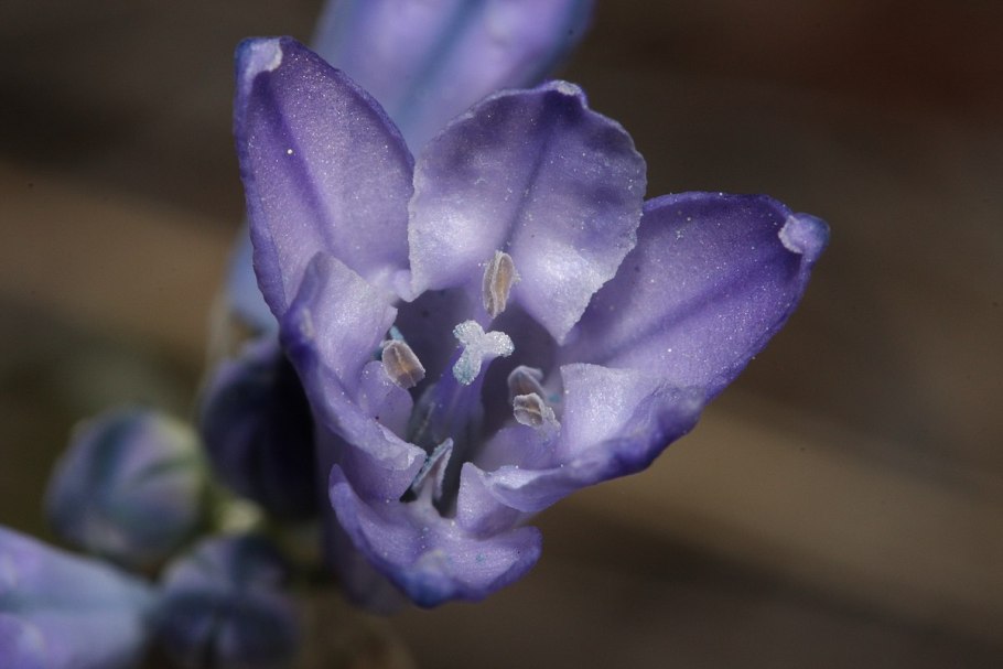 Крушина ломкая Frángula Álnus