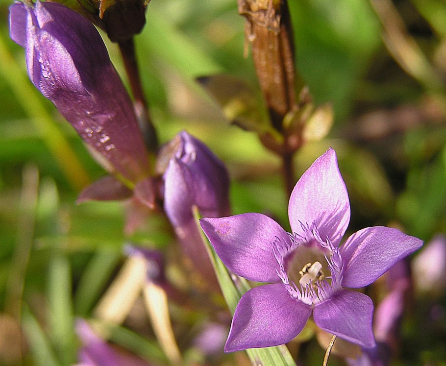Молочай Жигулёвский (Euphorbia zhiguliensis)