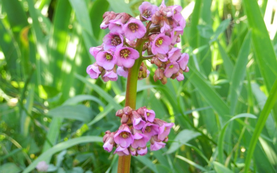 Ботрихис шлегелии