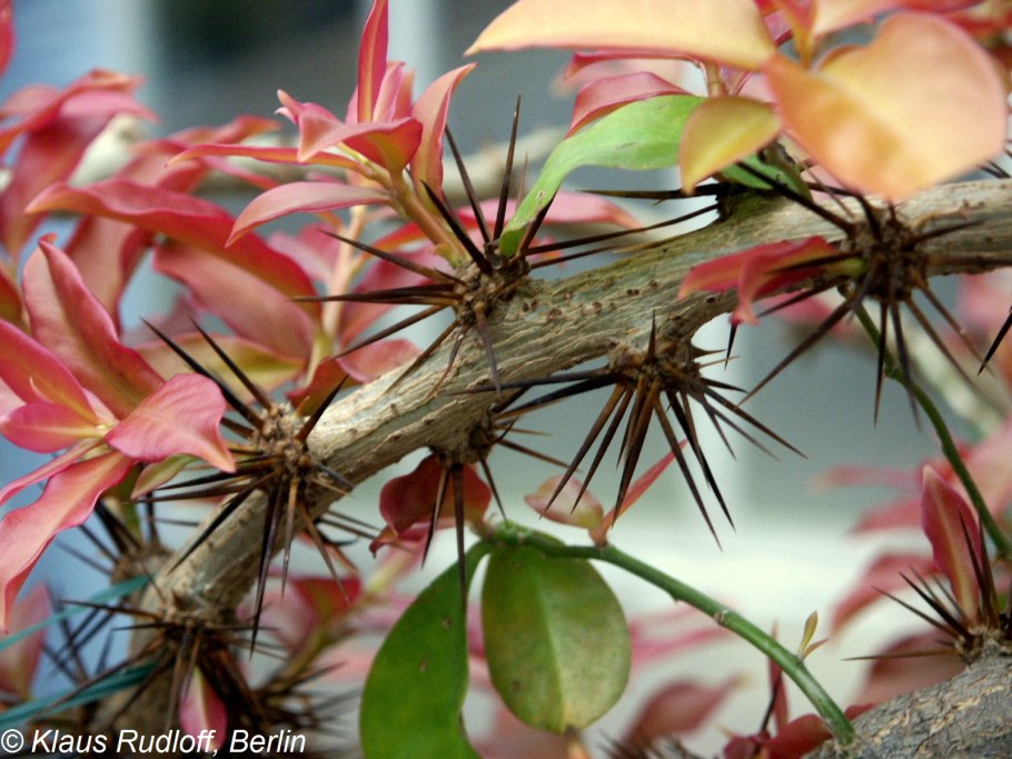 Caulophyllum thalictroides