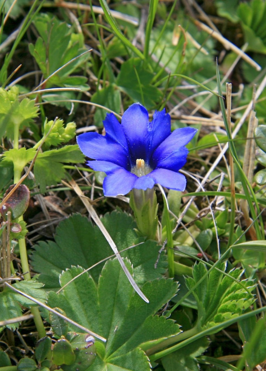 Цветущие растения севера