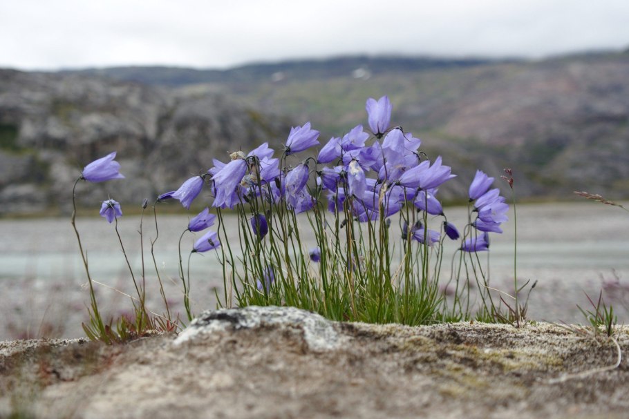 Полярный колокольчик тундра