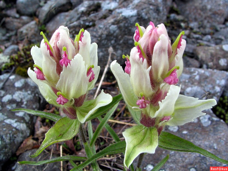 Моралес растение Северное