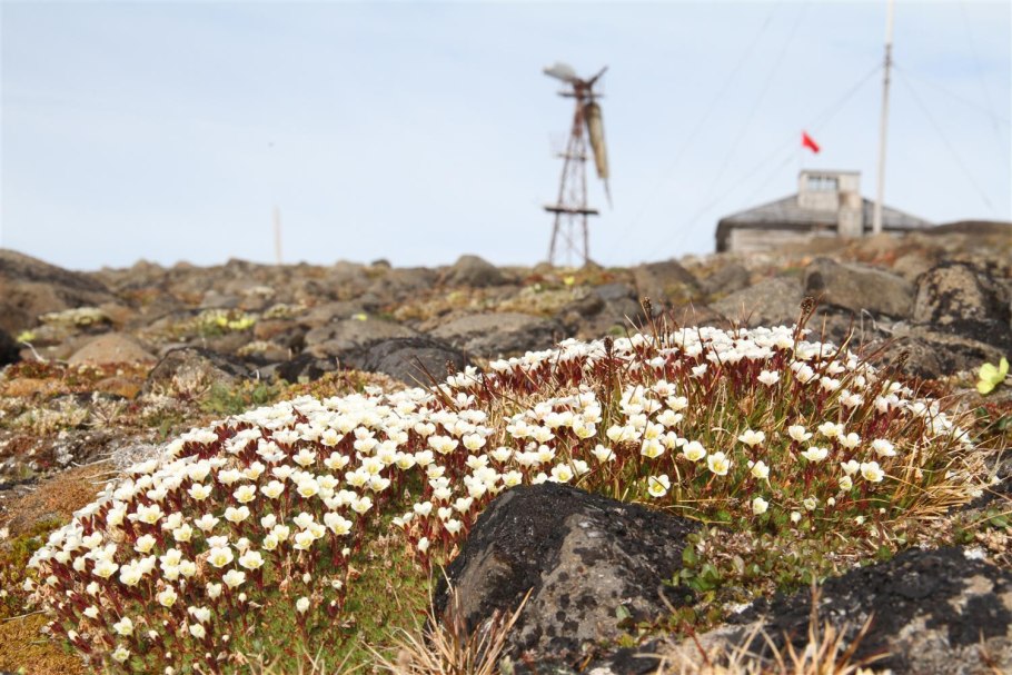 Северные цветы