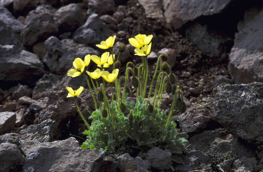 Мак Полярный горный Алтай