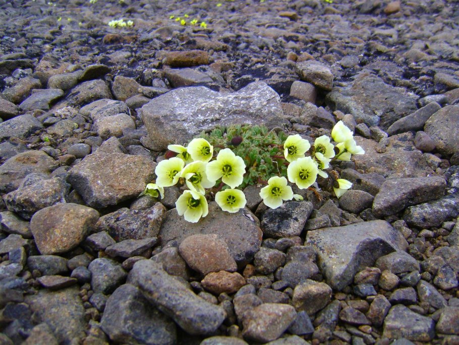Камнеломка Арктическая