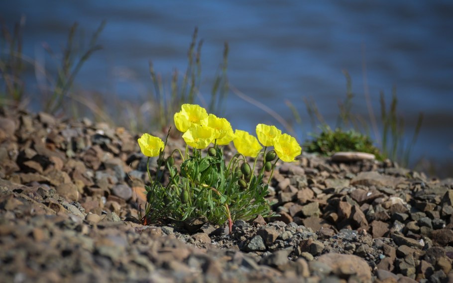 Арктическая пустыня Полярный Мак