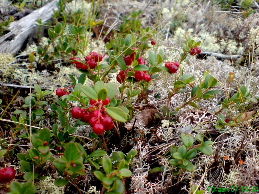 Мак Арктический (Papaver radicatum)