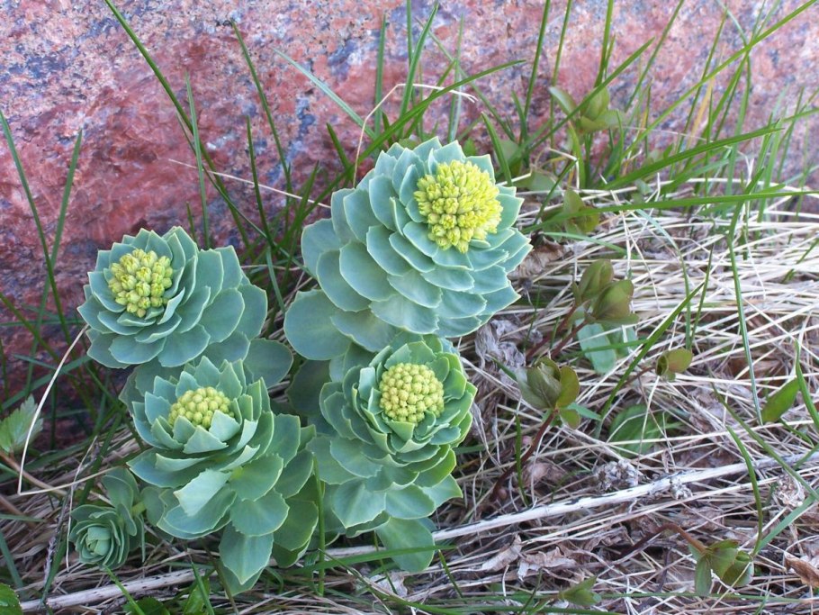 Растения крайнего севера