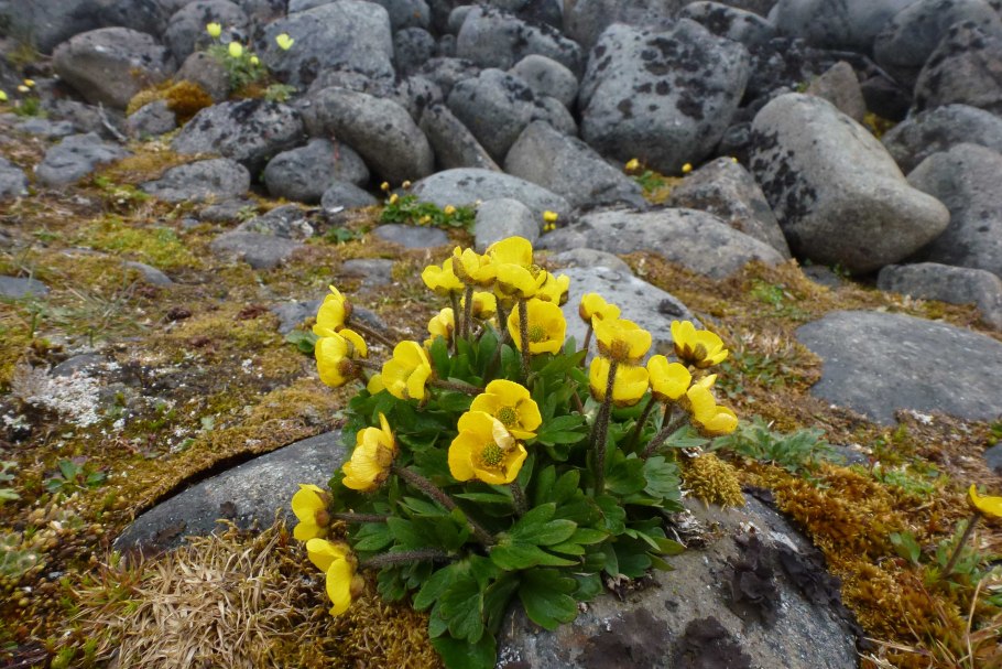 Арктическая пустыня Полярный Мак