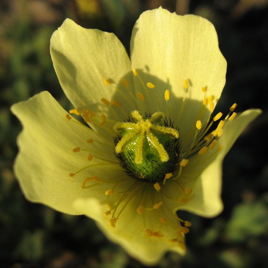 Лишайники ягель Олений мох