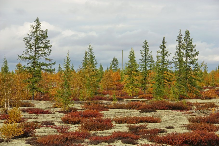 Полярный Мак Врангеля