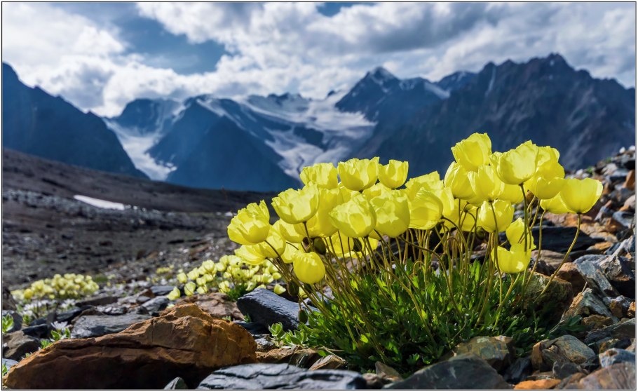 Остров Врангеля Флора