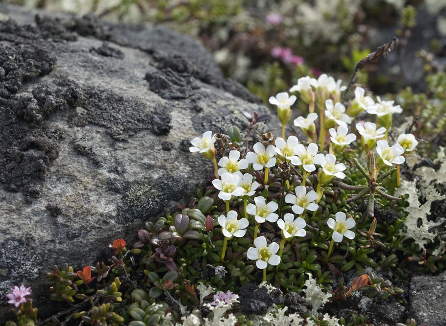 Диапенсия Лапландская
