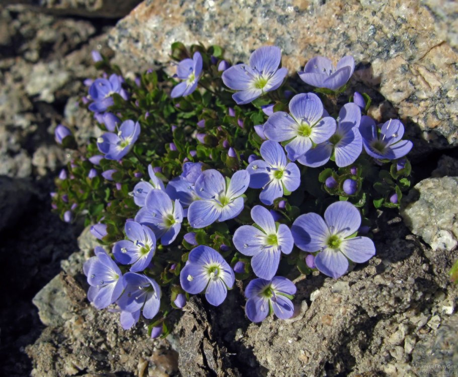 Цветы севера