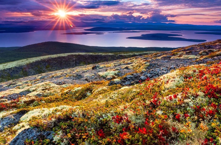 Северная ягода Морошка