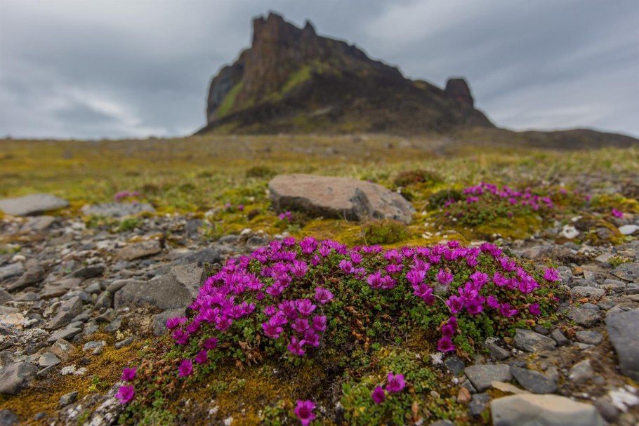 Мох ягель Морошка