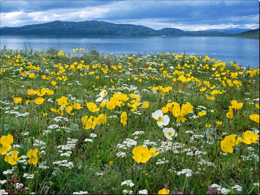 Пенстемон mensarum