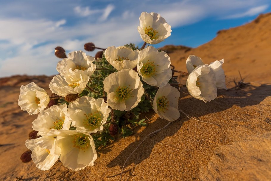 Мак Полярный (Papaver radicatum)