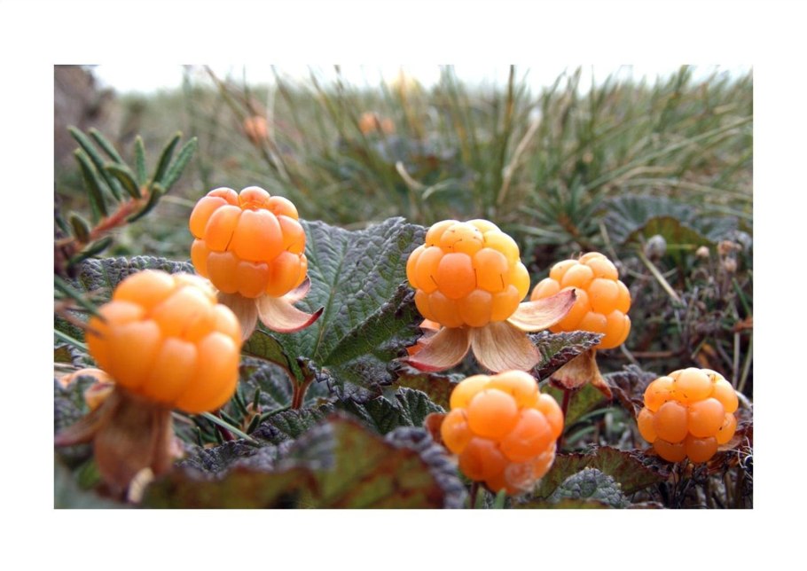 Морошка северная тундровая ягода