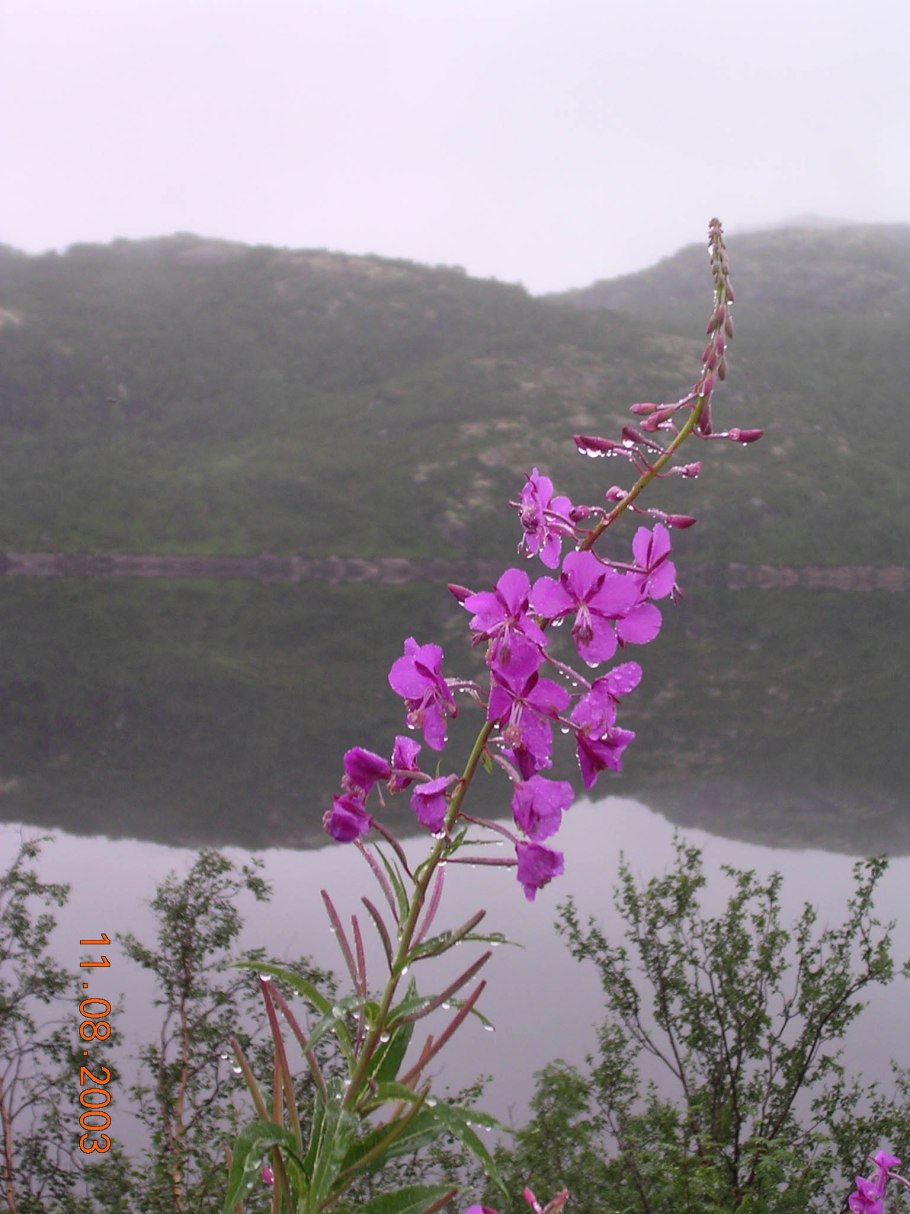 Голубика в тундре