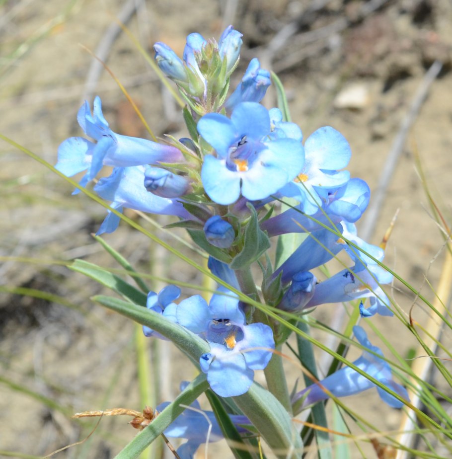 Penstemon glaber