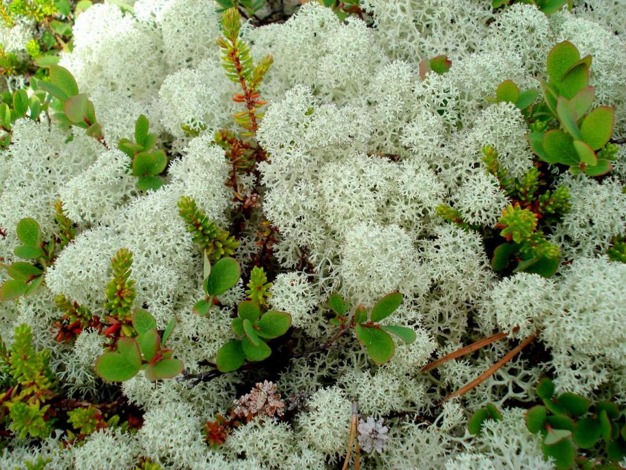 Ива Полярная