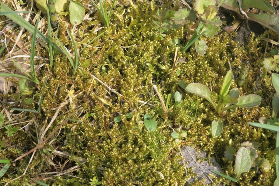 Гигроамблистегиум низкий