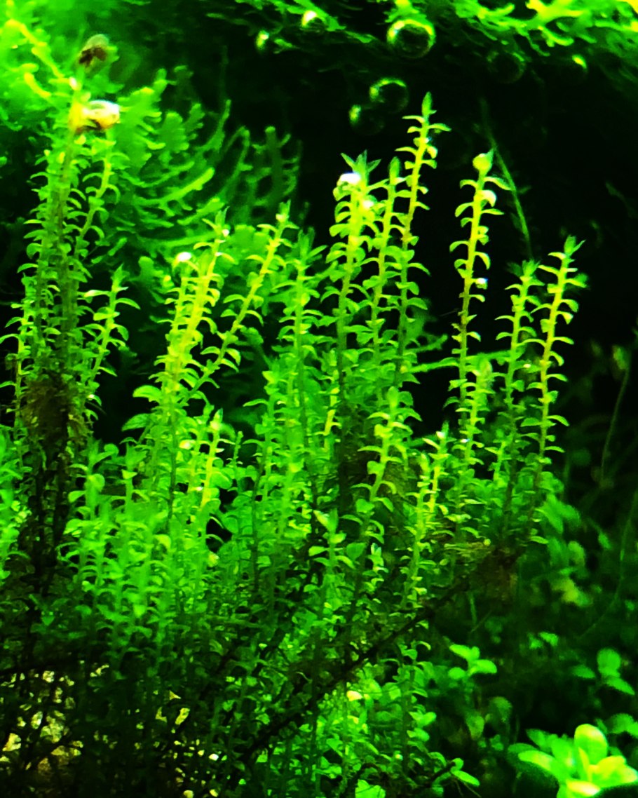 Мох амблистегий