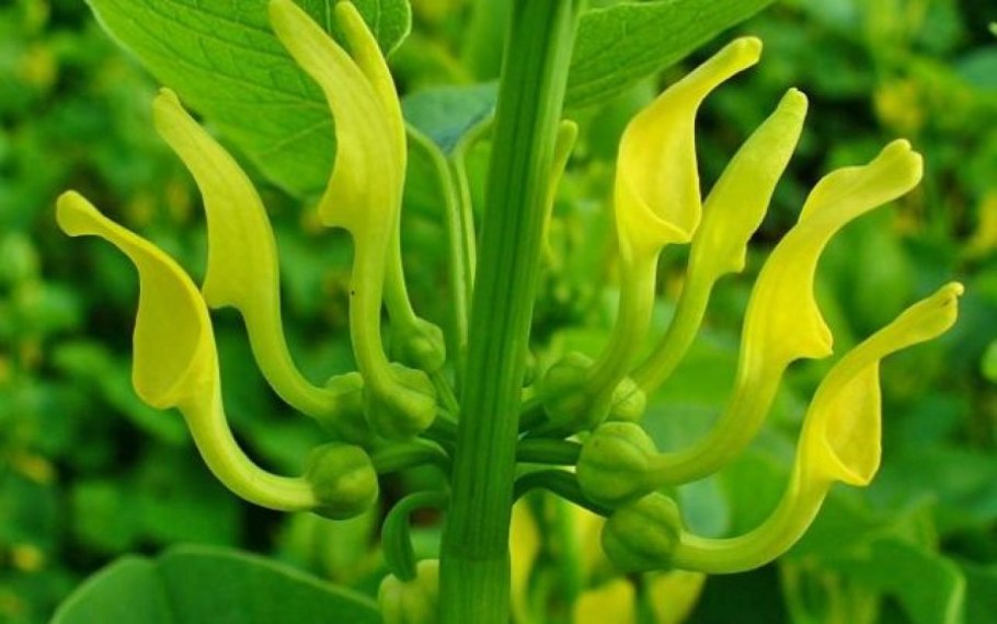 Гельземиум sempervirens