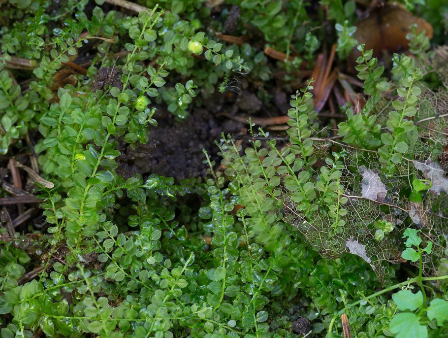 Эйзенгартия растение Википедия