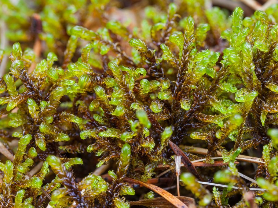 Hamatocaulis vernicosus