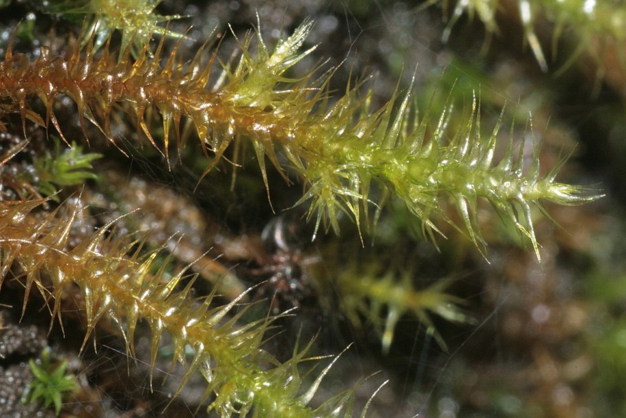 Кампилиум звездчатый