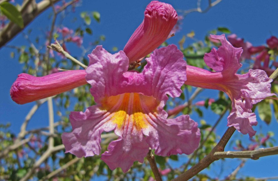 Tabebuia Aurea
