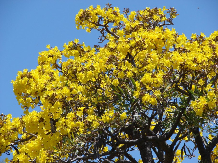 Tabebuia Aurea