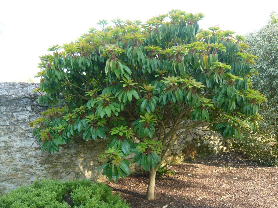 Дафнифиллум длинночерешковый