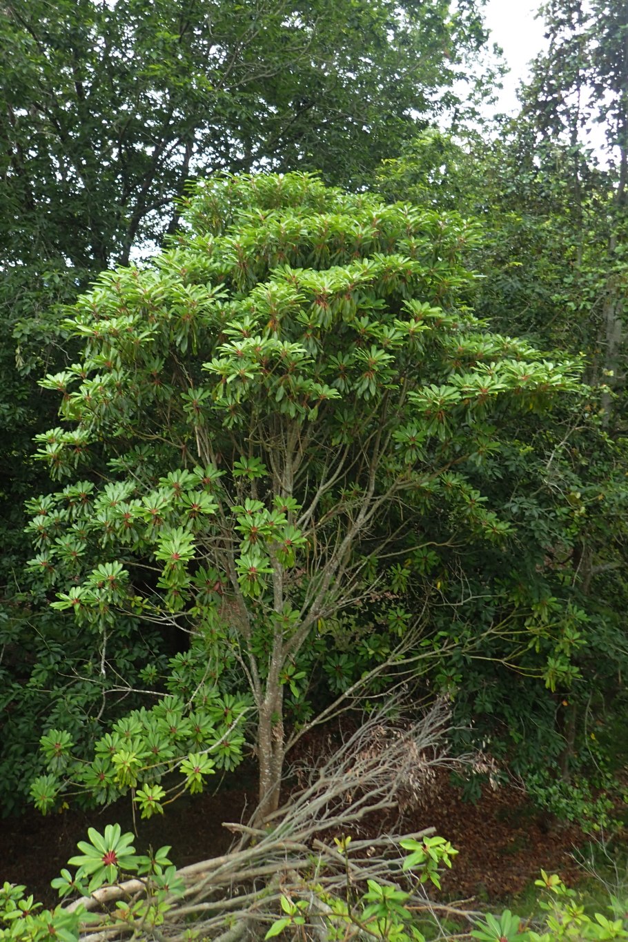 Волчелистник низкий