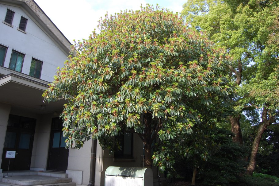 Волчелистник вечнозеленый