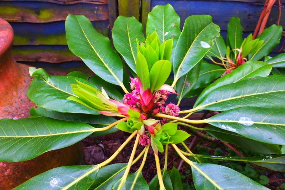 Daphniphyllum macropodum