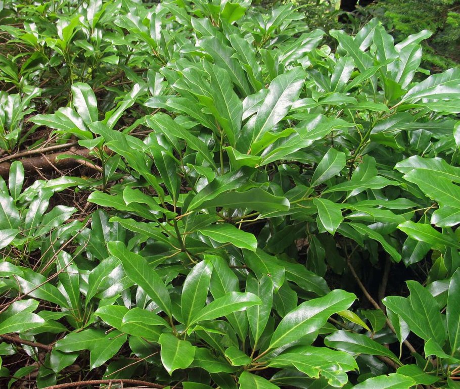 Дафнифиллум длинночерешковый