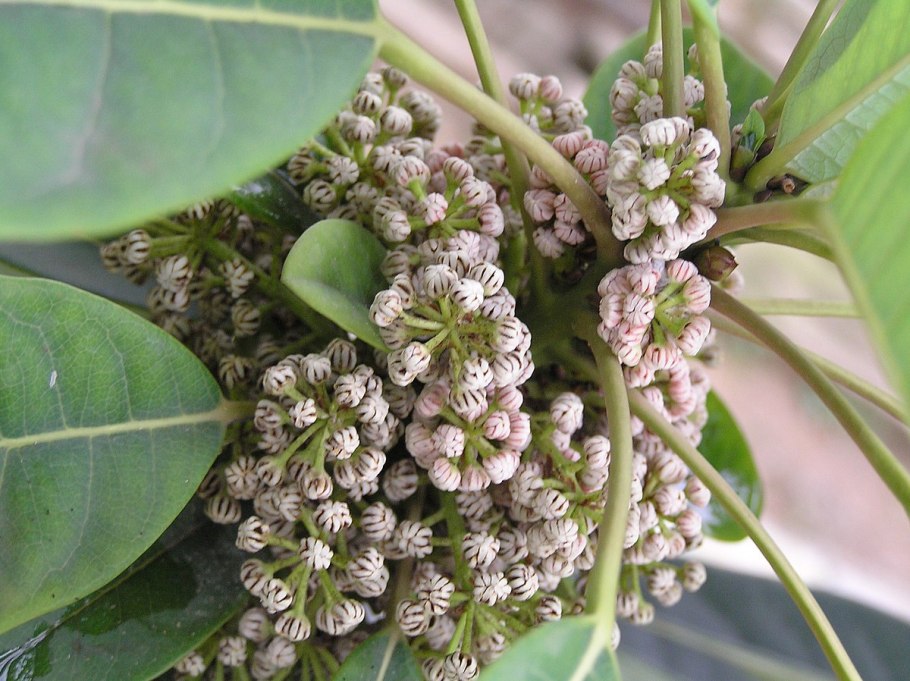 Daphniphyllum teijsmannii