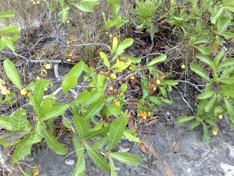 Волчелистник вечнозеленый