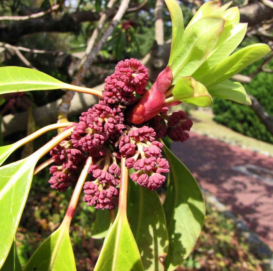 Daphniphyllum teijsmannii