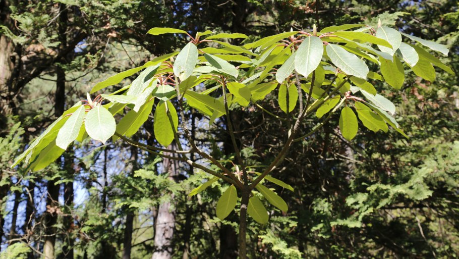 Дафнифиллум макроподам