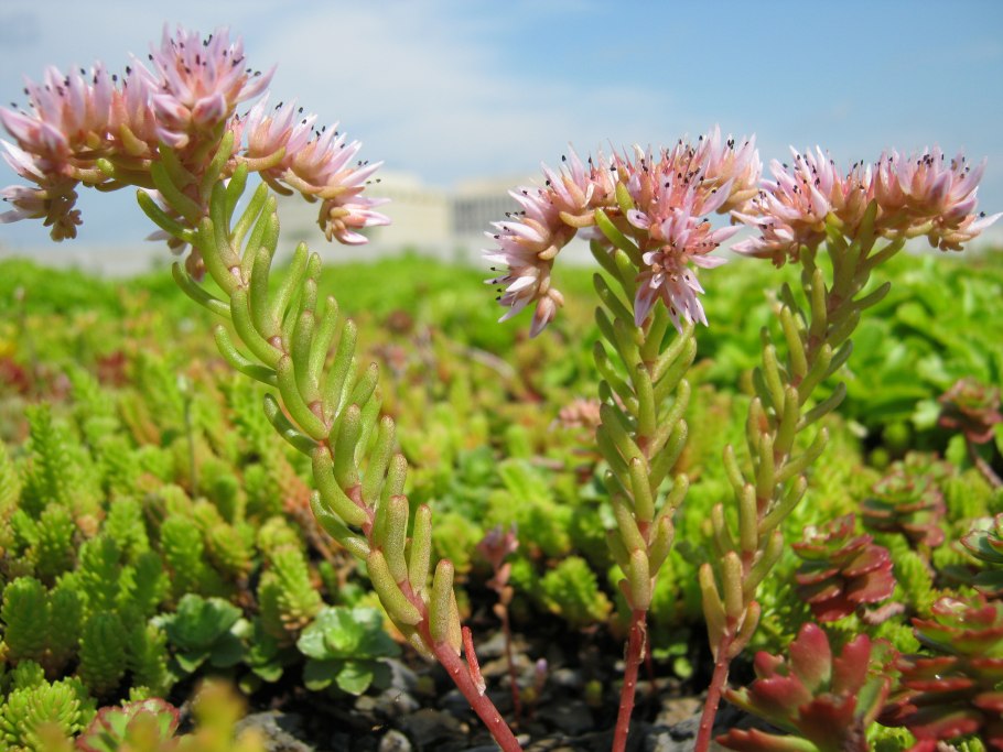 Очиток седум