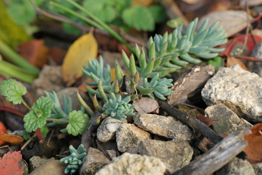 Очиток отогнутый кристатум